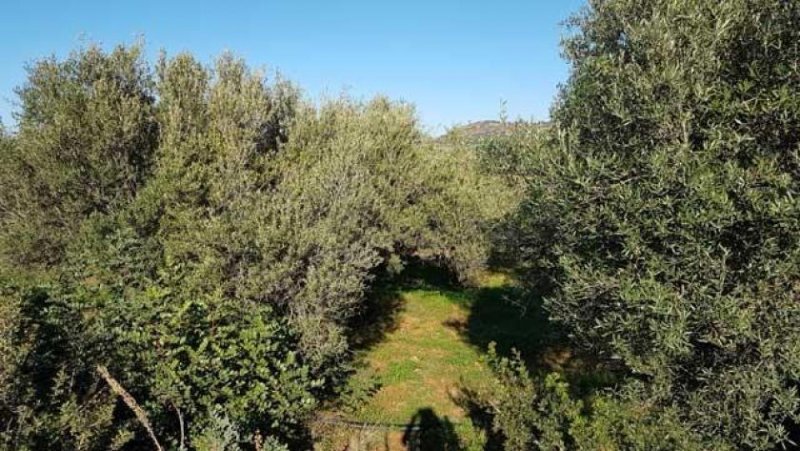 Sisi Kreta, Sisi: Baugrundstück etwas außerhalb des Dorfes zu verkaufen Grundstück kaufen